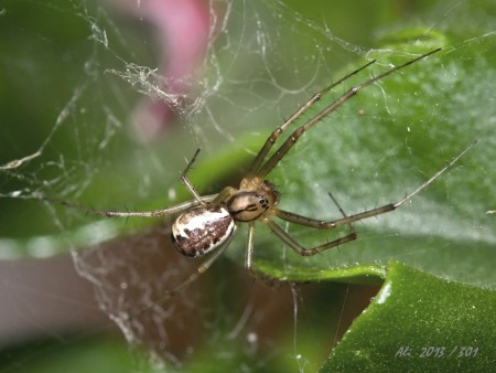 PLACHTÁRKA KRÍKOVÁ